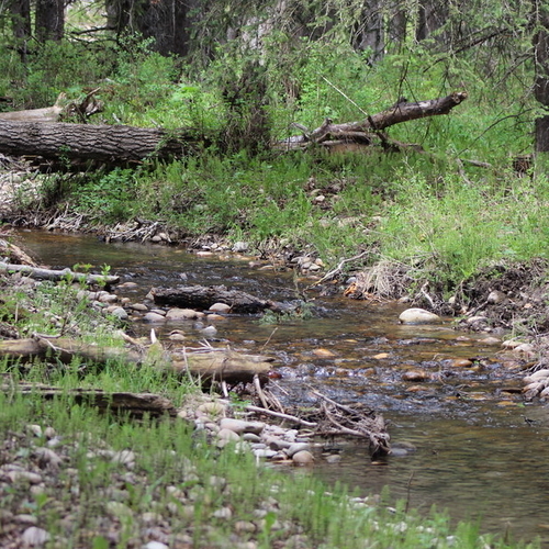 one of my favourite small creeks to fly fish in the Cypress Hills. Photo by Jeff Smith