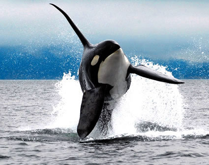 Orca in the water