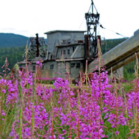 Purple flowers in front of an old gold mine dredge. 