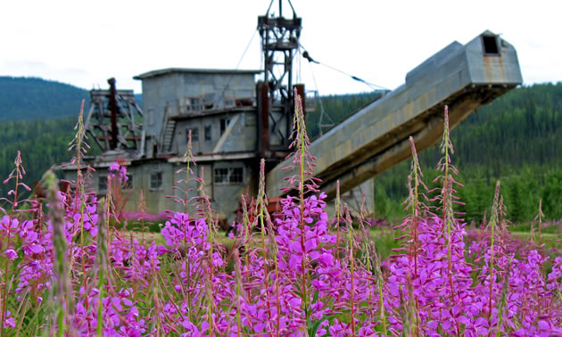 Purple flowers in front of an old gold mine dredge. 