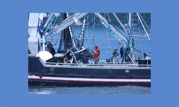 Catching Fish on Seiner