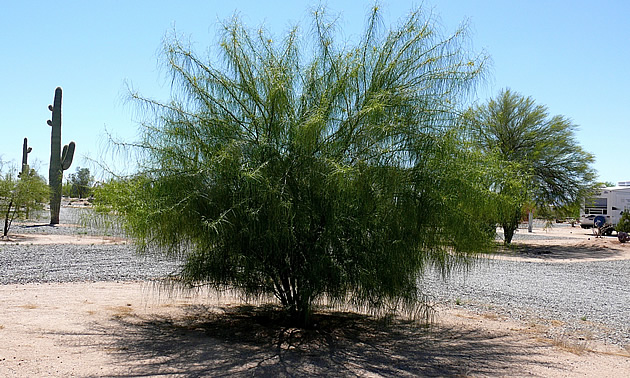 Palo verde tree in an RV park, Florence Arizona