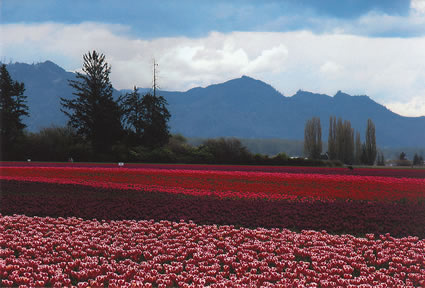 tulips in Skagit Valley