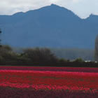 tulips in Skagit Valley