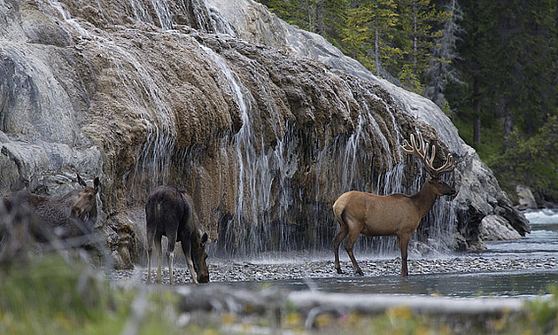 elk gathered under a waterfall in Fort Nelson, BC's RV area