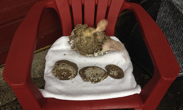 The inside view of the wasp's nest, showing the RV insulation that had been pulled inside the nest.