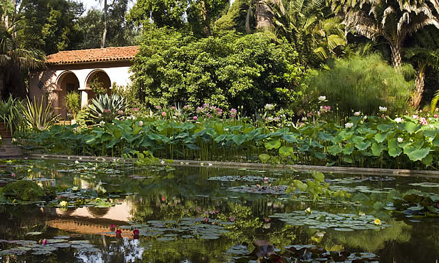 water garden with building nearby