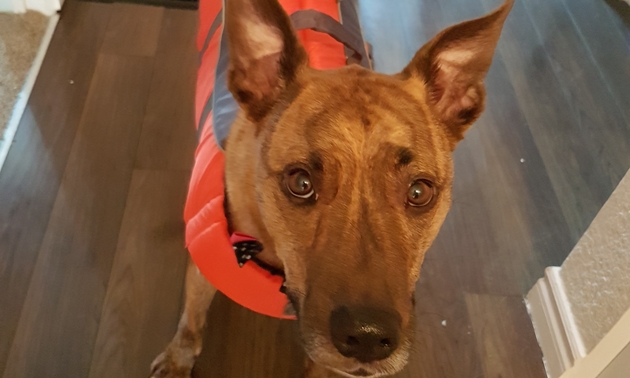 dog wearing a life jacket