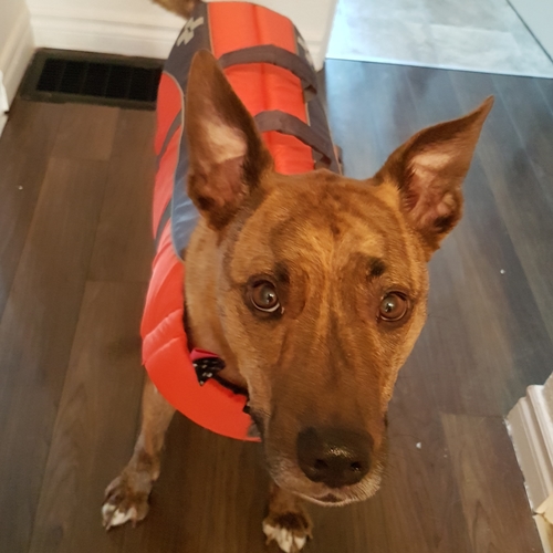 dog wearing a life jacket