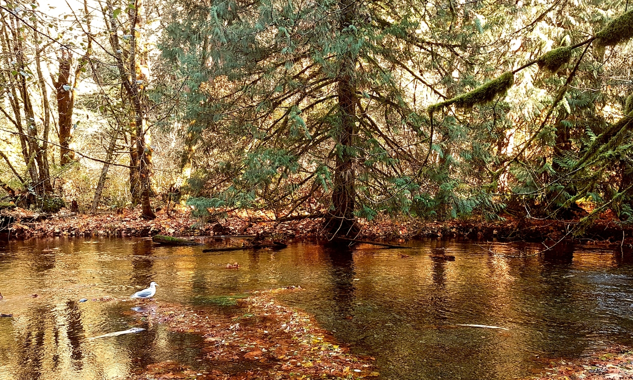 Goldstream campground