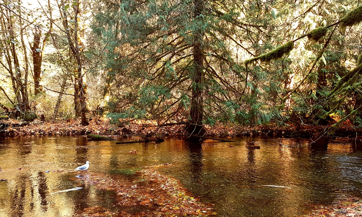 Goldstream campground 