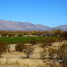 Greasewood Golf Lynx