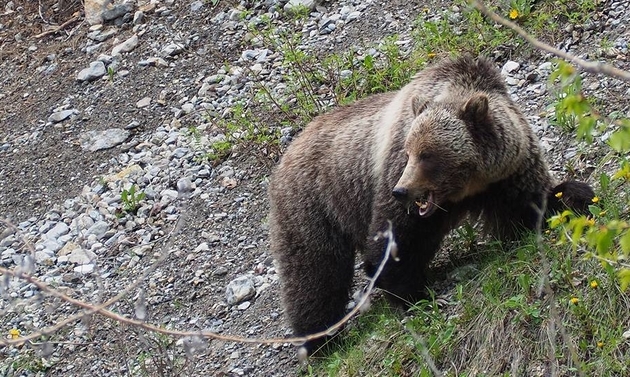 This beautiful grizzly bear was photographed at the side of the road near Radium Hot Springs.