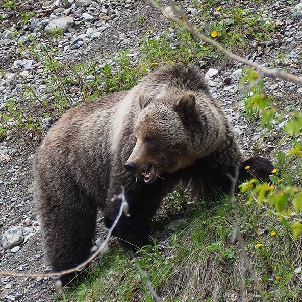 This beautiful grizzly bear was photographed at the side of the road near Radium Hot Springs.