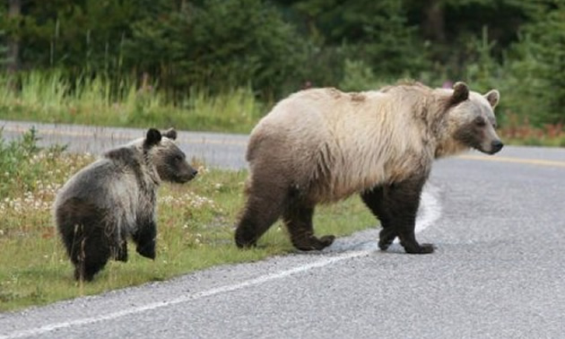 Picture of grizzly bear and cub crossing a road. 