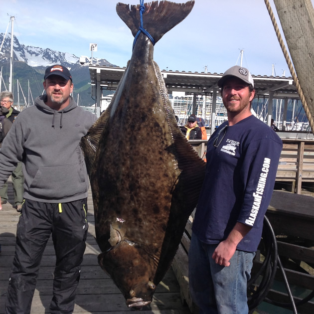 Two men standing by a huge halibut.