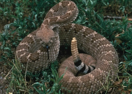 Western diamondback rattlesnake