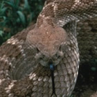 Western diamondback rattlesnake