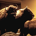 buffalo species, taxidermy, at head smashed in buffalo jump