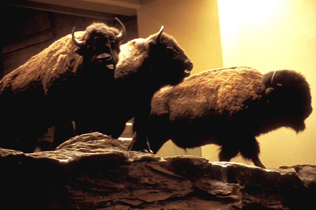 buffalo species, taxidermy, at head smashed in buffalo jump