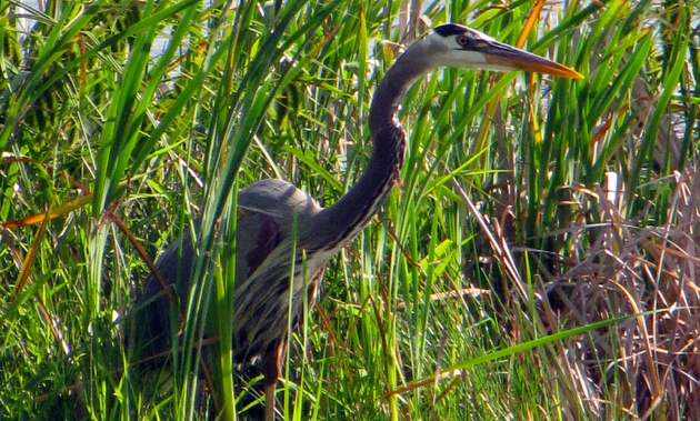 One of the Great Blue Herons that reside at the Creston Valley Wildlife Management Area.