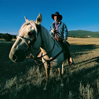 A cowboy on a horse in a pasture. 