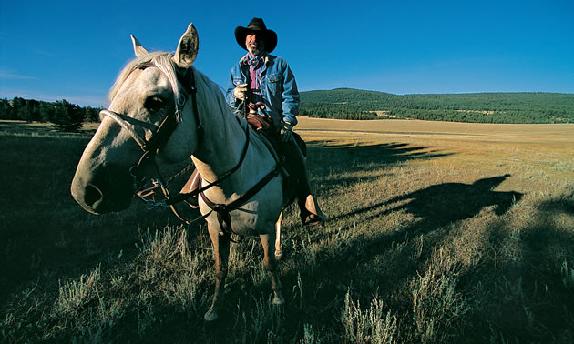 A cowboy on a horse in a pasture. 