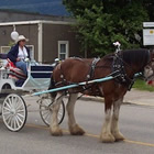 Clydesdale horse pulling a carriage