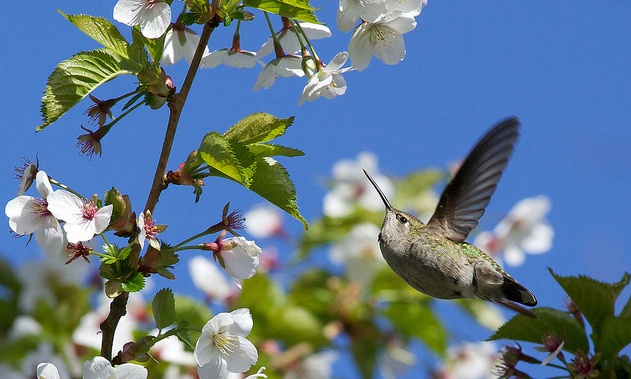 A hummingbird hovering around a cherry blossom.
