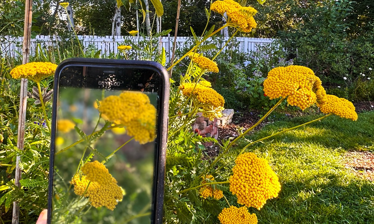 Yellow yarrow being grown and photographed