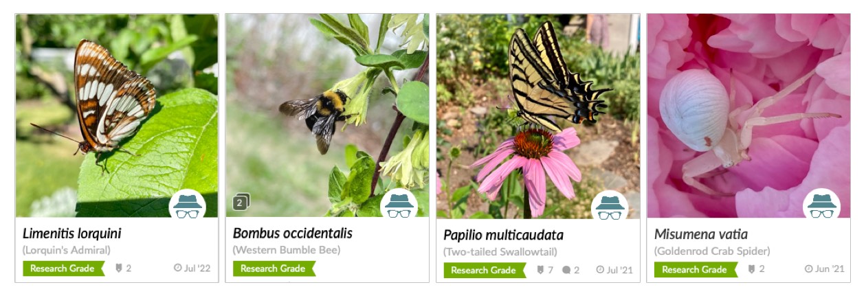 Native insects from BC, including crab spider, bumblebee and admiral butterfly