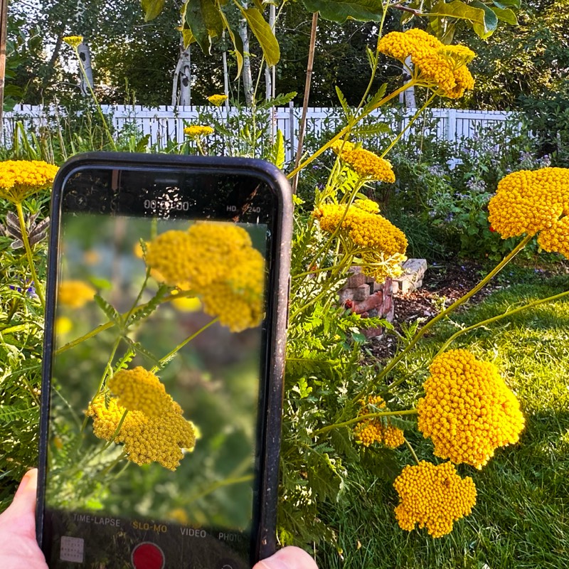 Yellow yarrow being grown and photographed