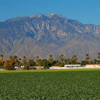 Field crops and date trees create the foreground for the Indio Hills Mountain Range in Indio, California.