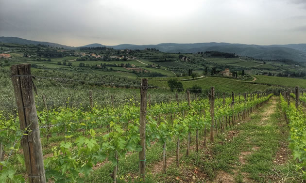 Tuscan Chianti Vines, Panzano, Italy