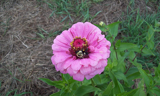 bee on a flower