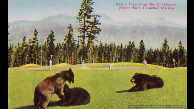 Three black bears play on a golf course in Jasper.