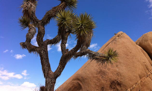 Joshua tree, red rock