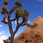 Joshua tree, red rock