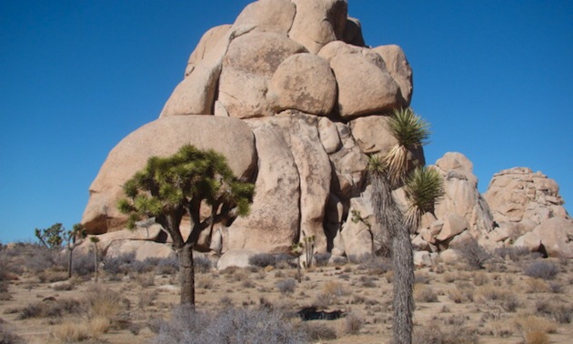 Joshua Tree National Park