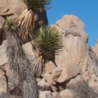 Joshua Tree National Park