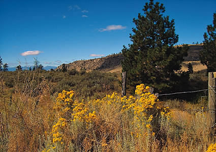 field with wildflowers and trees