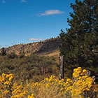 field with wildflowers and trees