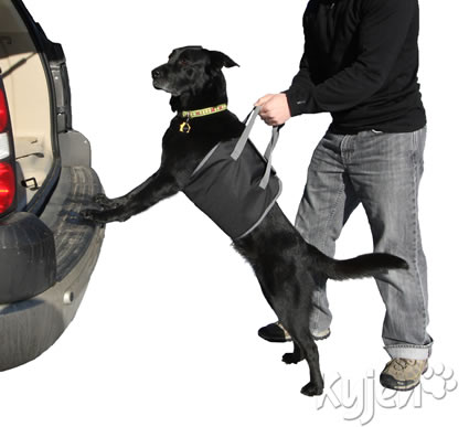 dog being lifted into a vehicle with a lift harness product from Kyjen