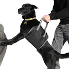 dog being lifted into a vehicle with a lift harness product from Kyjen