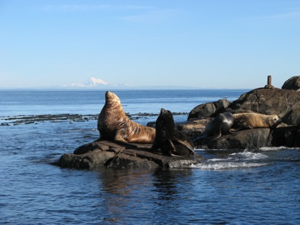 Steller Sea Lions hang out on the rocks