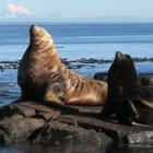 Steller Sea Lions hang out on the rocks