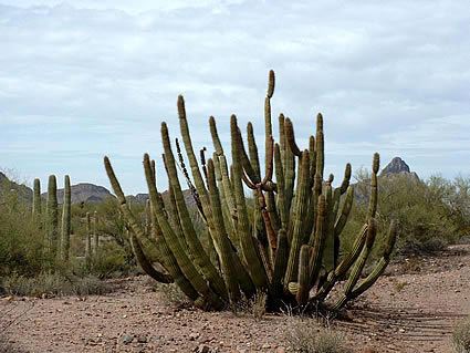 Cactus