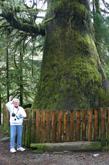A huge tree in the rain forest near Tolfino, B.C.