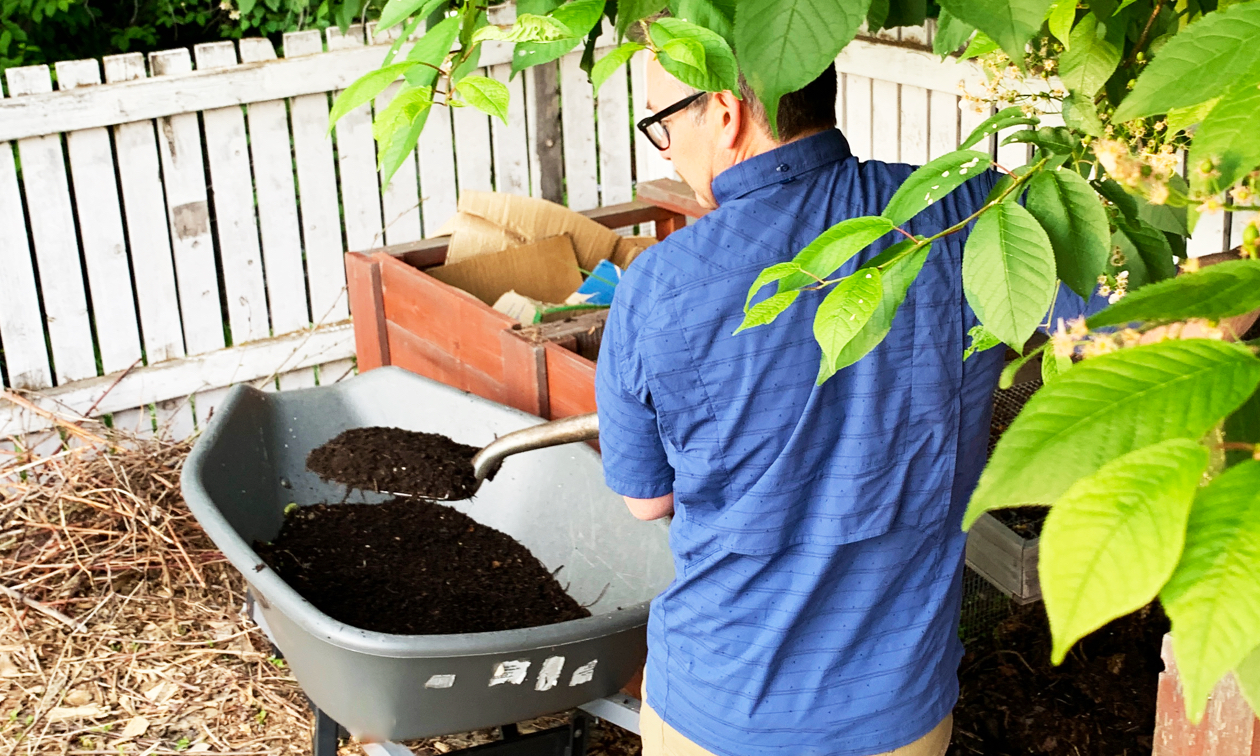 The author is shovelling black compost from his bins into a wheelbarrow.
