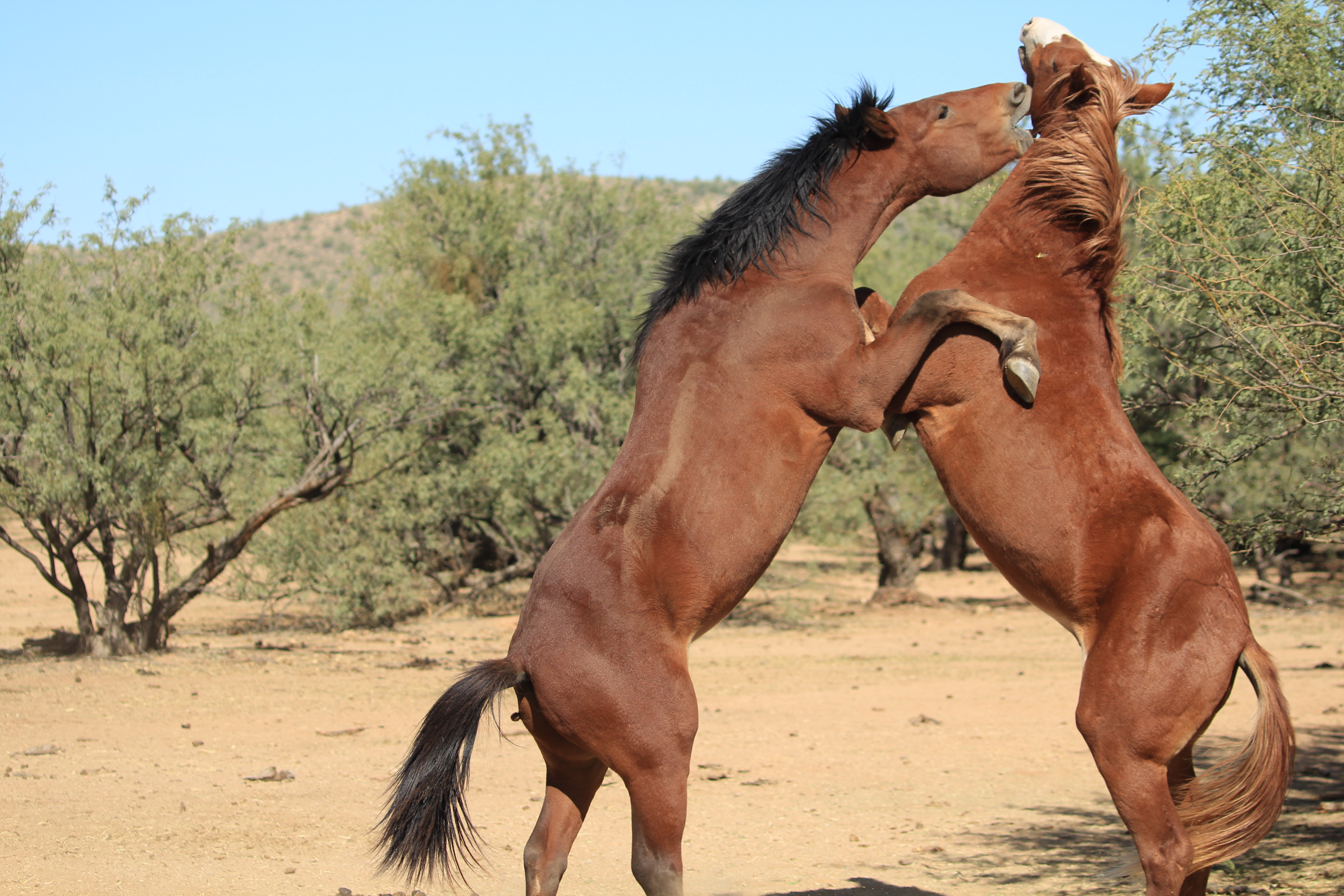 horses scuffling in the wild, mesa arizona wildlife photography
